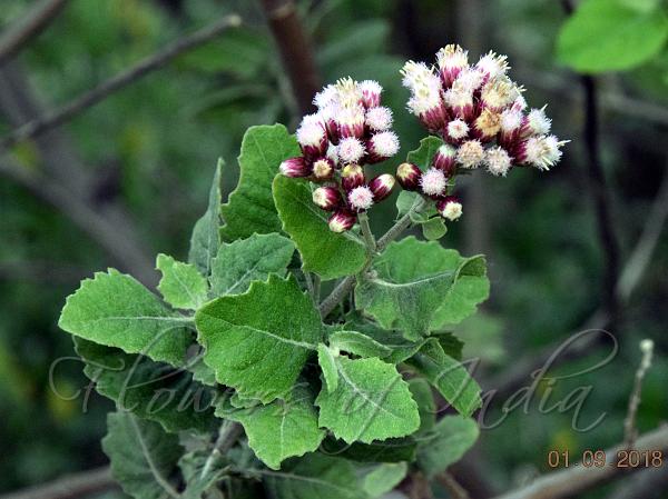 Woolly Camphor-Weed